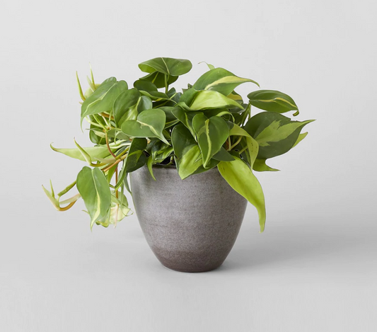 Grey Ceramic Planter